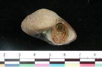 藏品(光滑鐘螺)的圖片